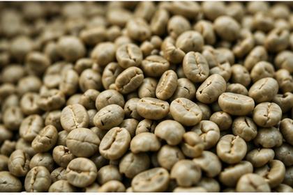 麻袋から取り出したコーヒーの生豆